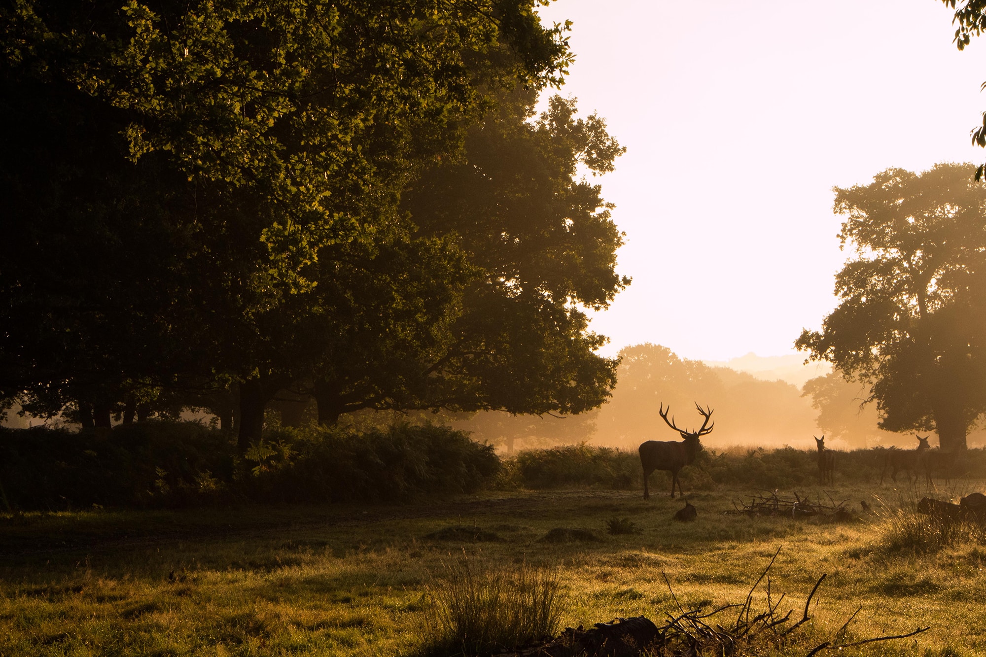 Nature and deer, Richmond Park